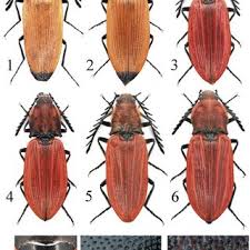 Attēlu rezultāti vaicājumam “Peltis grossa”