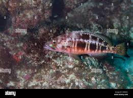 Image result for Serranus atricauda