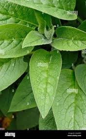 Attēlu rezultāti vaicājumam “Symphytum officinale leaf”