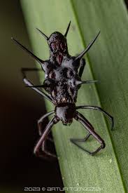 Attēlu rezultāti vaicājumam “Lycogala alisaulianovae young”