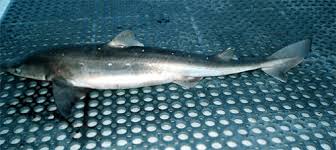 Image result for Squalus acanthias