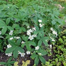 Attēlu rezultāti vaicājumam “Potentilla alba”