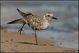 Attēlu rezultāti vaicājumam “Pluvialis squatarola adult”