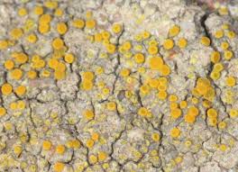 Attēlu rezultāti vaicājumam “Candelariella sp.”