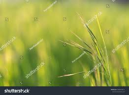 Attēlu rezultāti vaicājumam “Anisantha tectorum”