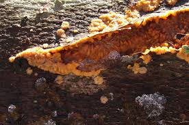 Attēlu rezultāti vaicājumam “Phlebia radiata”