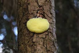 Attēlu rezultāti vaicājumam “Stemonitis lignicola stalked”