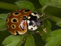 Attēlu rezultāti vaicājumam “Anatis ocellata”