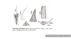 Attēlu rezultāti vaicājumam “Eucladium verticillatum”