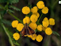 Attēlu rezultāti vaicājumam “Thymelicus lineola female”