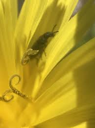 Attēlu rezultāti vaicājumam “Dasytes caeruleus”