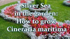 Image result for Cineraria maritima