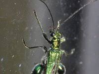 Attēlu rezultāti vaicājumam “Oedemera sp.”