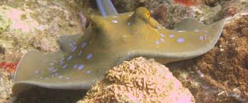 Image result for Torbay Sub-Aqua Club