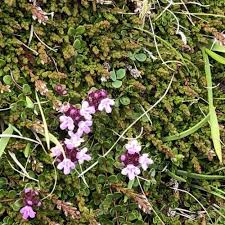 Attēlu rezultāti vaicājumam “Dicranella crispa”