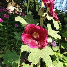 Image result for Stockrose