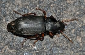 Attēlu rezultāti vaicājumam “Pseudoophonus rufipes”