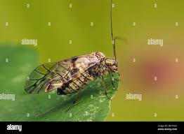 Attēlu rezultāti vaicājumam “Psococerastis gibbosa”