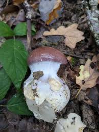 Attēlu rezultāti vaicājumam “Cortinarius praestans”