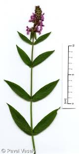 Attēlu rezultāti vaicājumam “Stachys palustris bud”