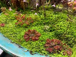 Image result for Utricularia