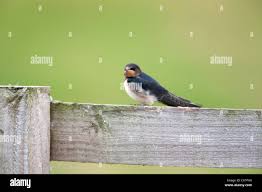 Attēlu rezultāti vaicājumam “Hirundo rustica juvenile”