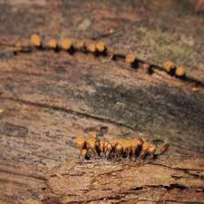 Attēlu rezultāti vaicājumam “Hemitrichia decipiens spores”