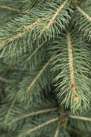 Attēlu rezultāti vaicājumam “Picea pungens”