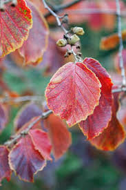 Attēlu rezultāti vaicājumam “Corylus avellana leaf”
