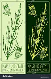 Attēlu rezultāti vaicājumam “Equisetum palustre”