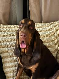 Image result for Carlisle BloodHounds