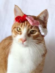 Image result for Co de Crista Chins