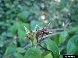 Attēlu rezultāti vaicājumam “Philadelphus coronarius leaf”