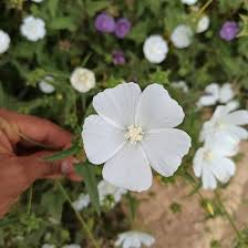 Attēlu rezultāti vaicājumam “Malvaceae”