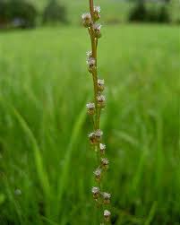 Attēlu rezultāti vaicājumam “Triglochin palustre”