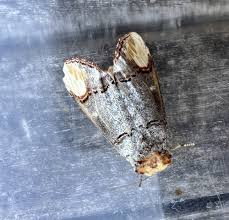 Attēlu rezultāti vaicājumam “Phalera bucephala imago”