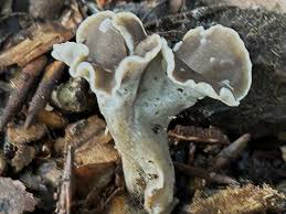 Attēlu rezultāti vaicājumam “Pseudocraterellus”