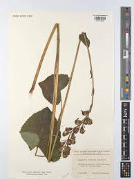 Attēlu rezultāti vaicājumam “Ligularia sibirica”