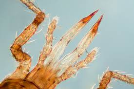 Attēlu rezultāti vaicājumam “Stemonitopsis hyperopta var. landewaldii stalked”