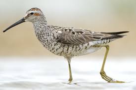 Image result for Calidris himantopus