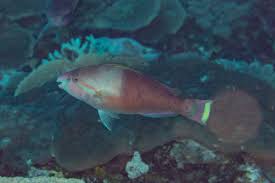 Image result for Scarus zelindae