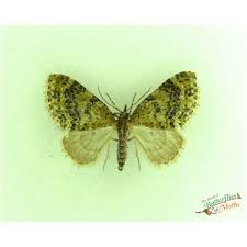 Attēlu rezultāti vaicājumam “Trichopteryx carpinata”