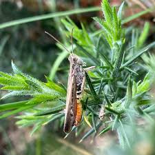 Attēlu rezultāti vaicājumam “Colostygia pectinataria female”