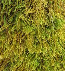 Attēlu rezultāti vaicājumam “Anomodon longifolius”