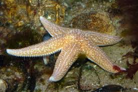 Image result for Asterias rubens