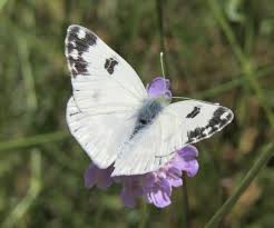 Attēlu rezultāti vaicājumam “Pontia edusa underside”