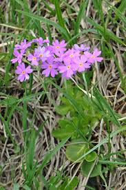 Attēlu rezultāti vaicājumam “Primula farinosa flower”