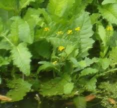 Attēlu rezultāti vaicājumam “Rorippa amphibia fruit”