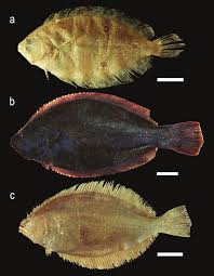 Image result for Paralichthys albigutta