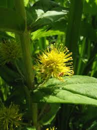 Attēlu rezultāti vaicājumam “Lysimachia thyrsiflora”
